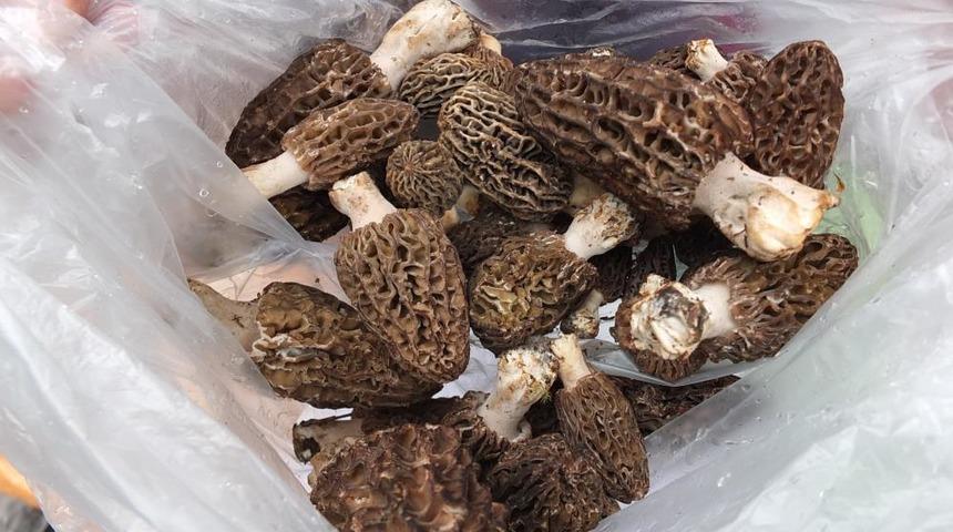 Kuzu göbeği mantarı altın ile yarışıyor! Kilosu 900 liraya çıktı