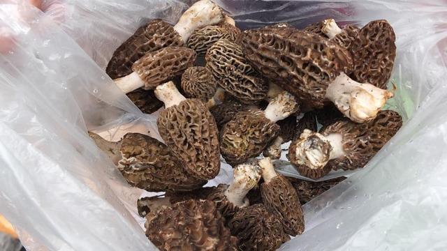 Kuzu göbeği mantarı altın ile yarışıyor! Kilosu 900 liraya çıktı