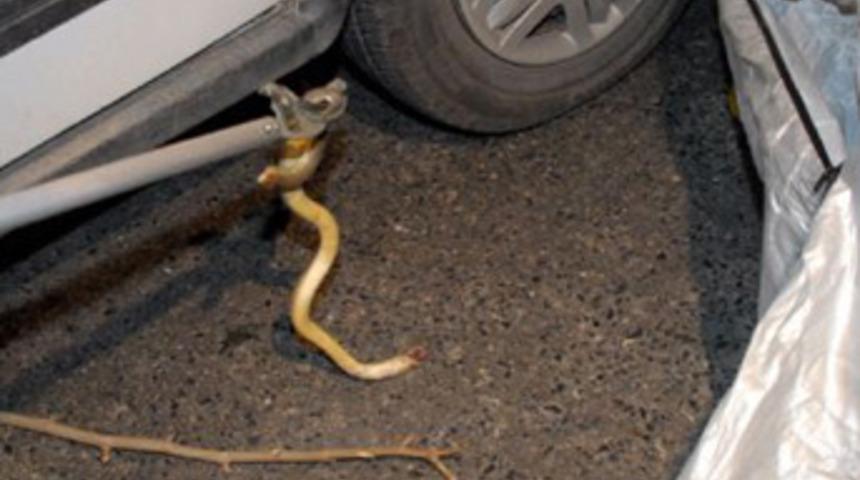 İstanbul’un göbeğinde yılan operasyonu!