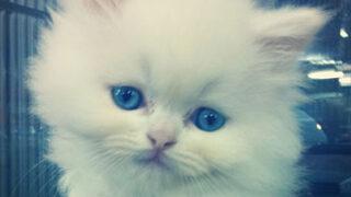 Kedi tırmığı hastalığı