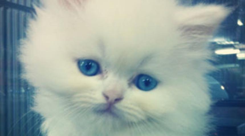 Kedi tırmığı hastalığı