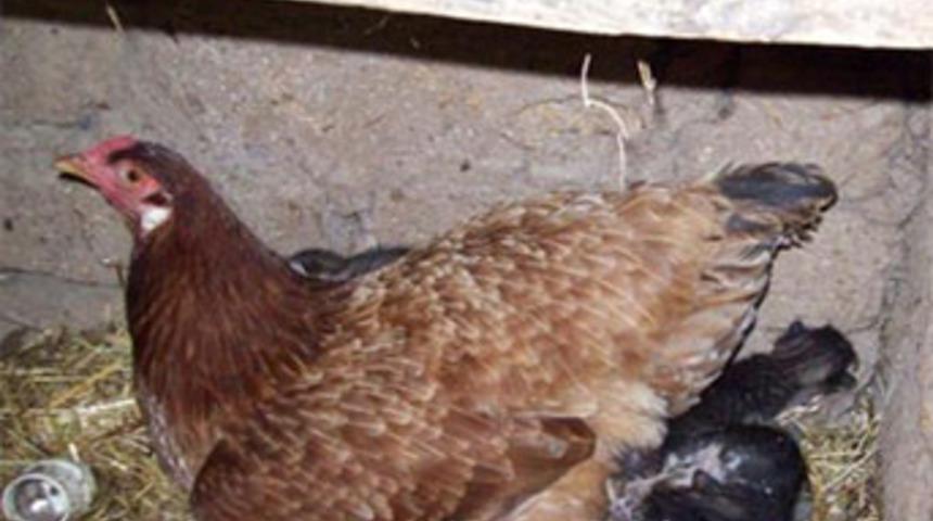 Kedi yavrularına, tavuk bakıyor