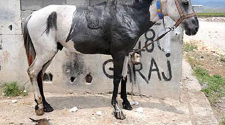 Atları benzin döküp diri diri yaktılar