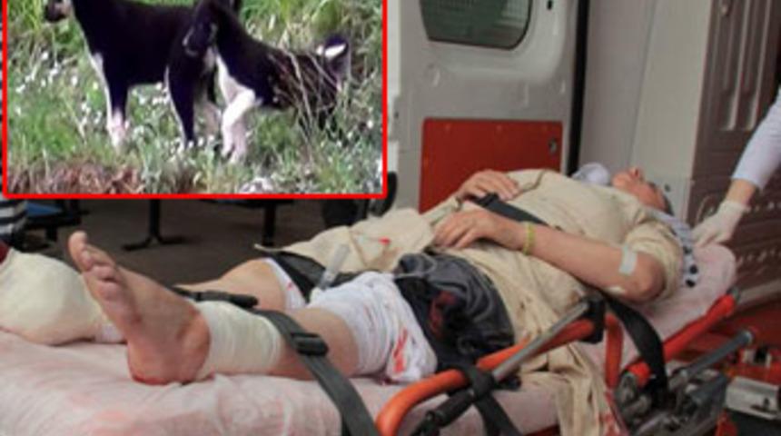 Sokak k&ouml;peği dehşet sa&ccedil;tı