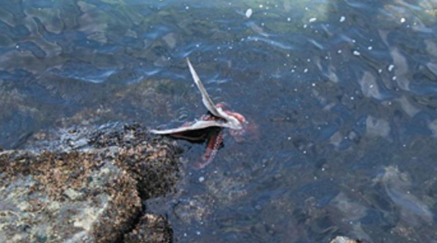 Ahtapot martı avladı