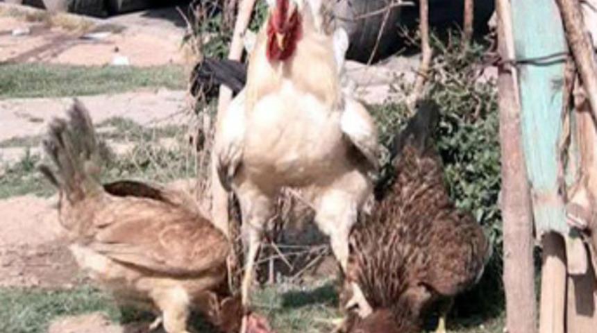 Hanımların kavgasını k&uuml;mesin erkeği bitirdi!