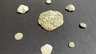 Kayseri'de evinde fosil ele geçirilen şüpheli gözaltına alındı