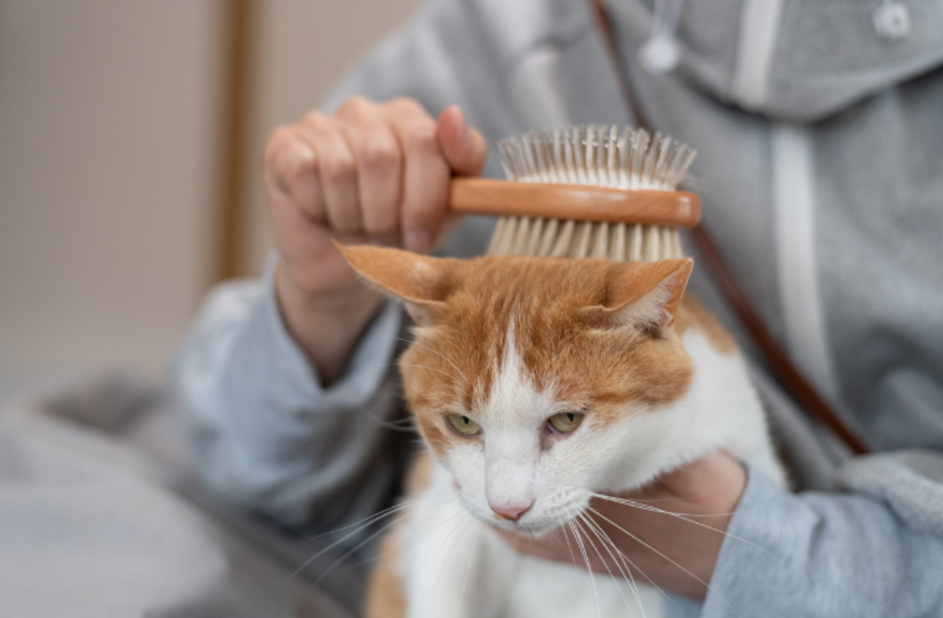 Tüylü dostlarınızın bayılacağı en rahatlatıcı kedi tarakları