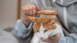 Tüylü dostlarınızın bayılacağı en rahatlatıcı kedi tarakları