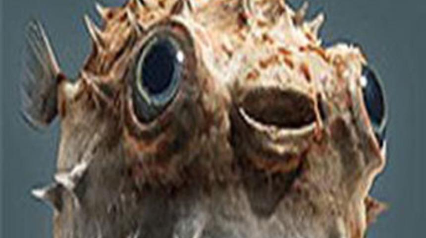 Japon mutfağının tehlikeli lezzetleri