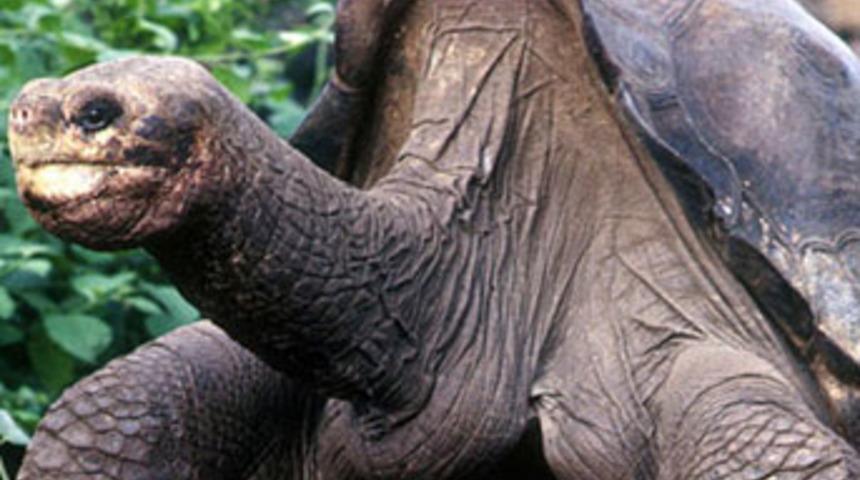 Bir canlının daha nesli tükendi!