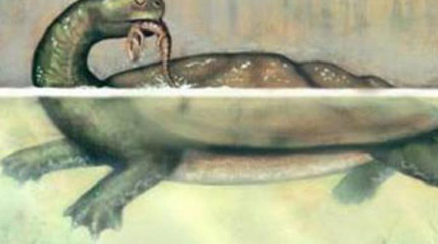 Timsahları yutan kaplumbağa