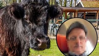 Hollanda bu iğrenç olayı konuşuyor! Türk vatandaşı ineğe defalarca tecavüz etti