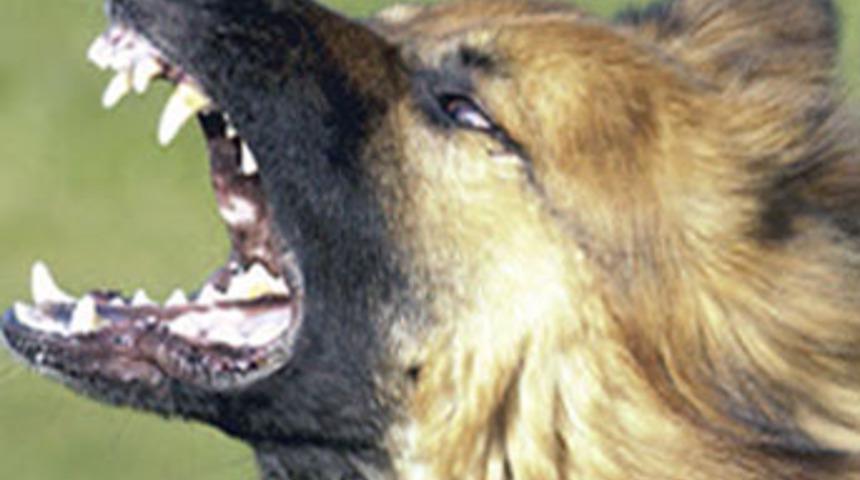 Sokak köpeği küçük çocuğu ağır yaraladı