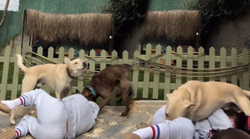 Eski yarışmacı Sinem Umaş akım videosu çekmek isterken yaralandı! Köpekleri rahat vermeyince...