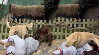 Eski yarışmacı Sinem Umaş akım videosu çekmek isterken yaralandı! Köpekleri rahat vermeyince...