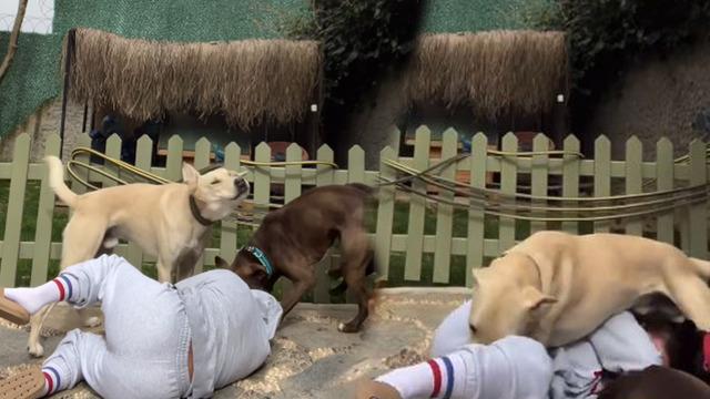 Eski yarışmacı Sinem Umaş akım videosu çekmek isterken yaralandı! Köpekleri rahat vermeyince...