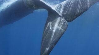 190 tonluk balinayı gemi biçti