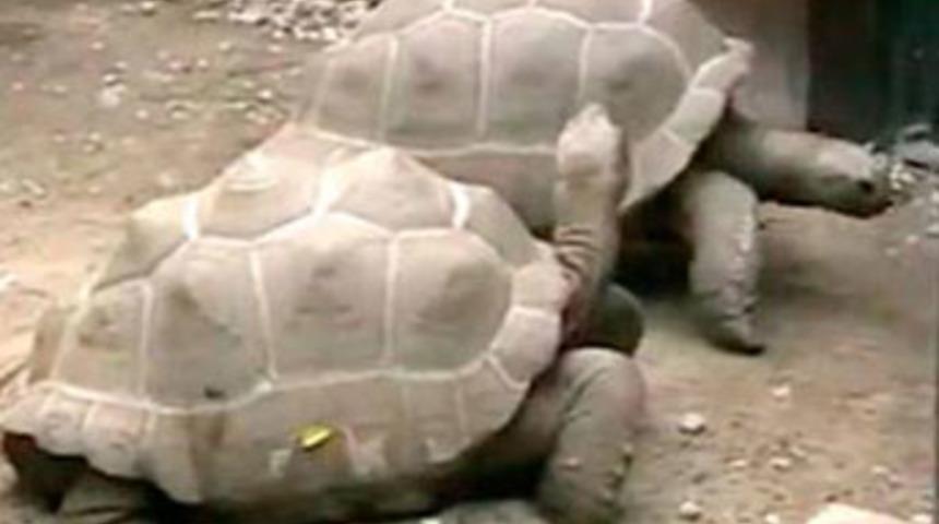 115 yıl sonra şok ayrılık