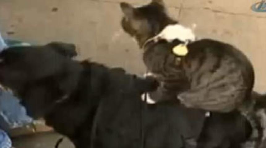 Breman mızıkacıları ger&ccedil;ek oldu