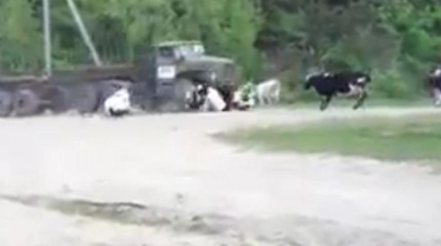 İnekleri b&ouml;yle bi&ccedil;ti