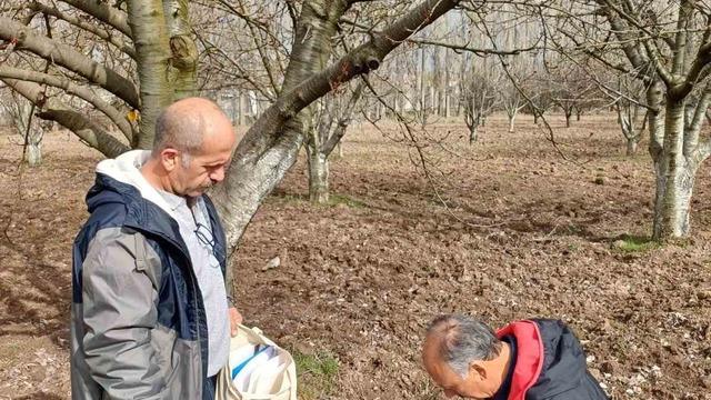 Mihalıççık’ın ünlü kiraz ağaçları koruma altında