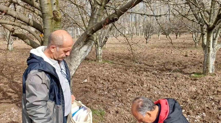 Mihalıççık’ın ünlü kiraz ağaçları koruma altında
