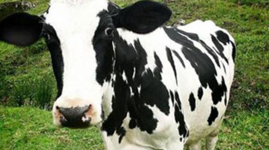 Bakanlığın 'erkek' inekleri doğurdu