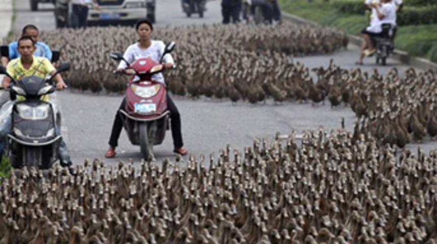 Trafiği durduran manzara!