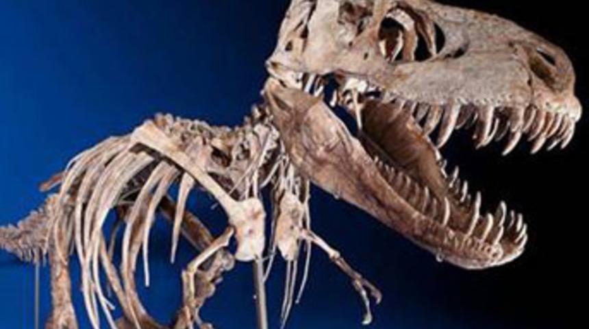 Ka&ccedil;ırılan dinozor satıldı!