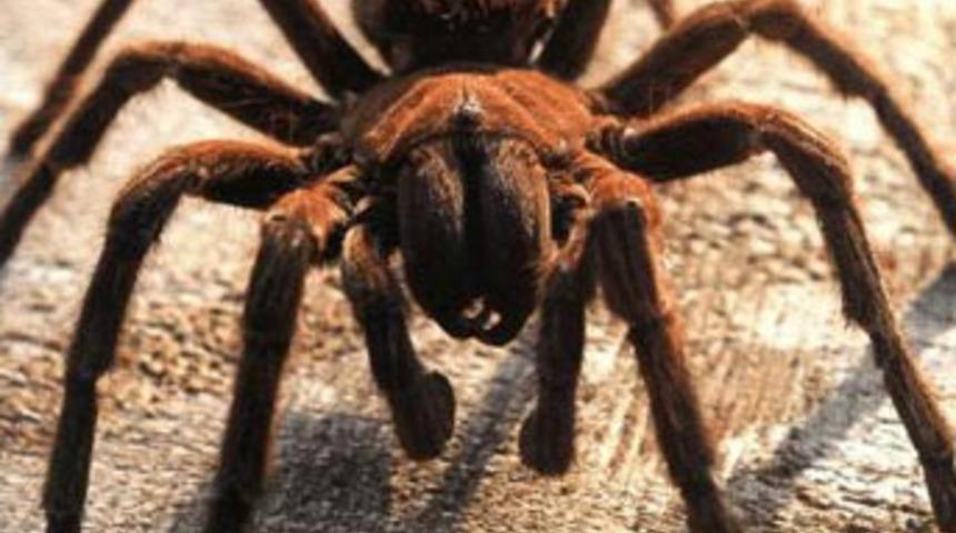 Hindistan'da dev örümcek istilası