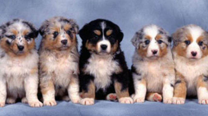 Yeni yasayla komşunuz k&ouml;peğinizi &ouml;ld&uuml;rebilir