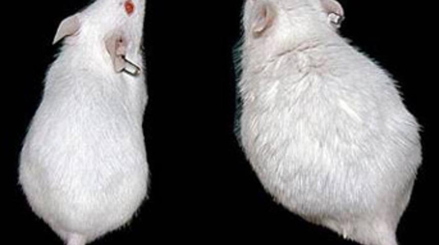 Yoğurt yiyen fare daha ince ve seksi!