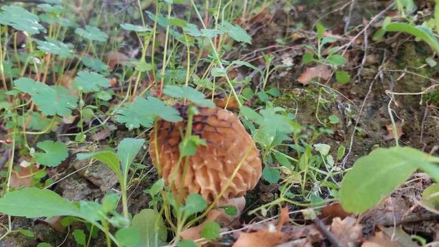 'Fiyatı oldukça yüksek' Yağmurdan sonra bolluk yaşandı! Buldukça topluyorlar