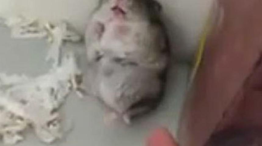 Hollywood yıldızlarını aratmadı!