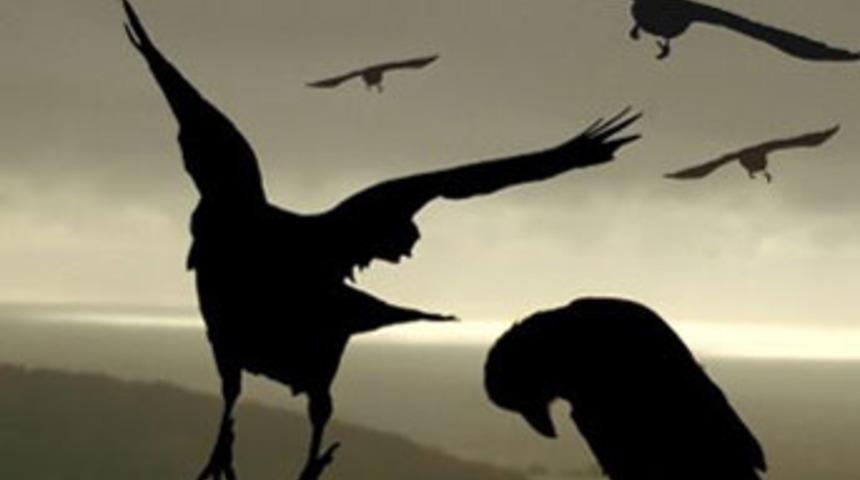 Depremden sonra kargalar insanlara saldırdı