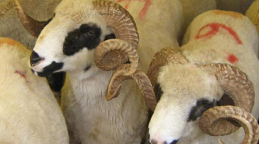 Müshil ilacıyla kurban vurgunu