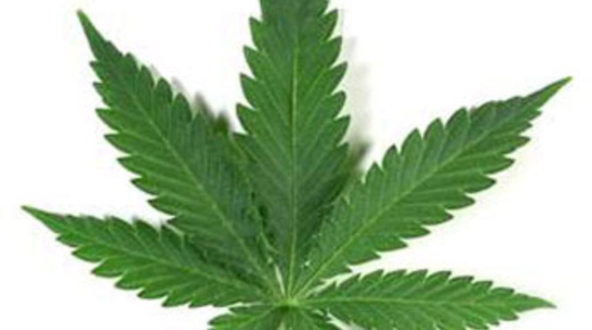 Bir ilk!.. Devlet esrar satacak!