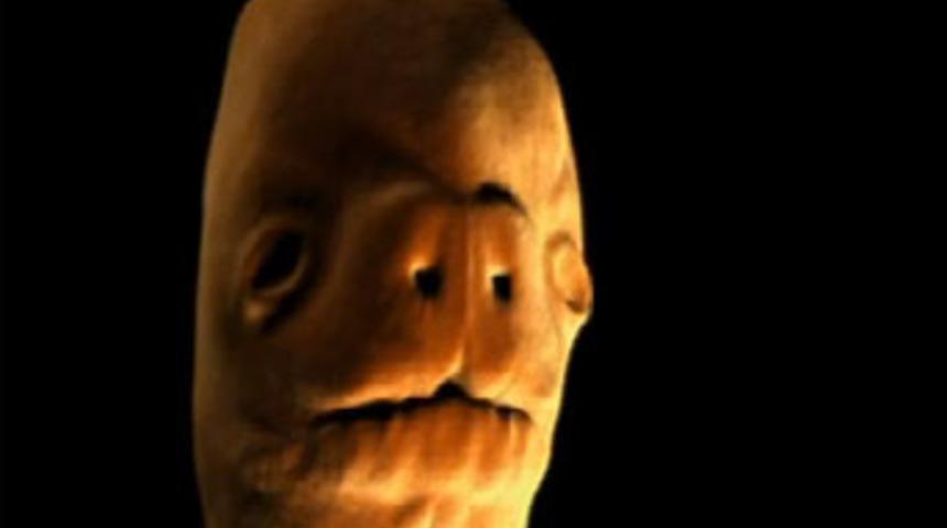 İnsan yüzünün anne karnındaki oluşumu