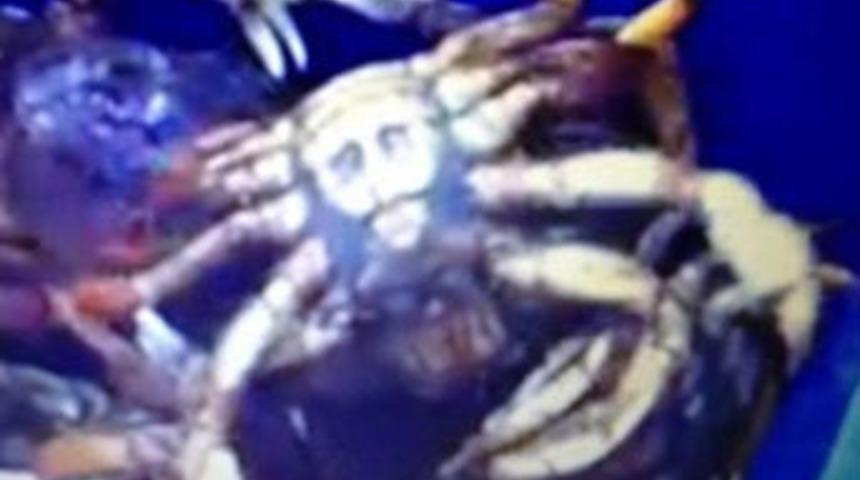 Görenler gözlerine inanamadı!