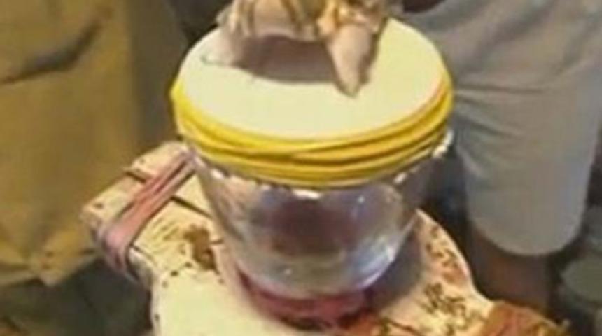 Yılan zehri kanı bakın ne hale getiriyor?