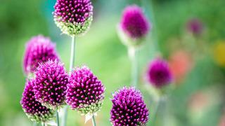 Kapadokya soğanı nedir? Kapadokya soğanı faydaları nelerdir?