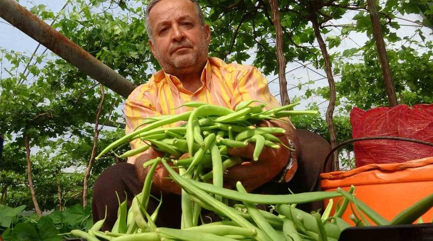 Turfanda ürünle çifte kazanç: İlk hasat fasulyede