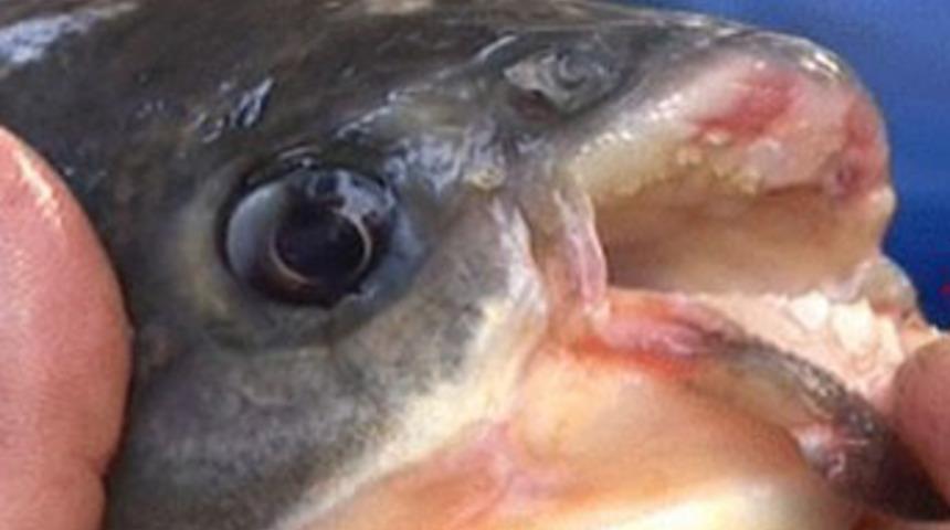 Dişleri aynı insan dişi gibi