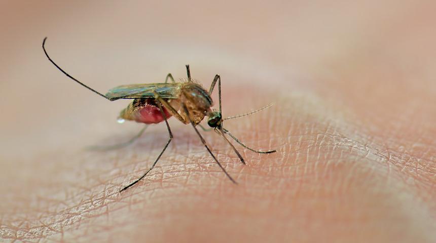 Sivrisineklerden bulaşan &ouml;l&uuml;mc&uuml;l vir&uuml;se dikkat! Yunanistan'da Batı Nil Vir&uuml;s&uuml; paniği: 1 haftada 5 can aldı