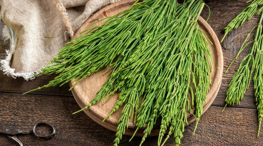 Kırkkilit otunun faydaları nelerdir, kırkkilit otu ne işe yarar? Kırkkilit otu romatizmada nasıl kullanılır?