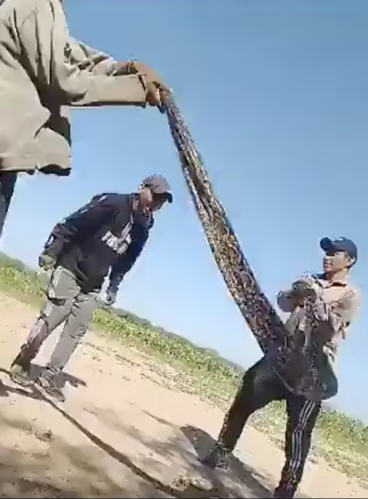 Akıllara durgunluk veren görüntüler! Dev yılanı atlama ipi olarak kullandılar... Şakalaştıkları anlar sosyal medyada infial yarattı G1