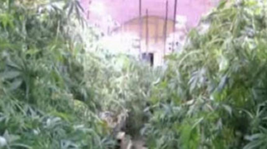 Roma'nın altını tarlaya çevirmişler