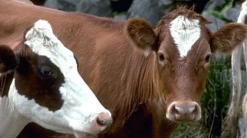 Elektrik akımına kapılan 11 inek telef oldu!