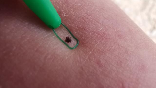 Lyme hastalığı nedir, geçici midir? Lyme hastalığı belirtileri ve tedavisi